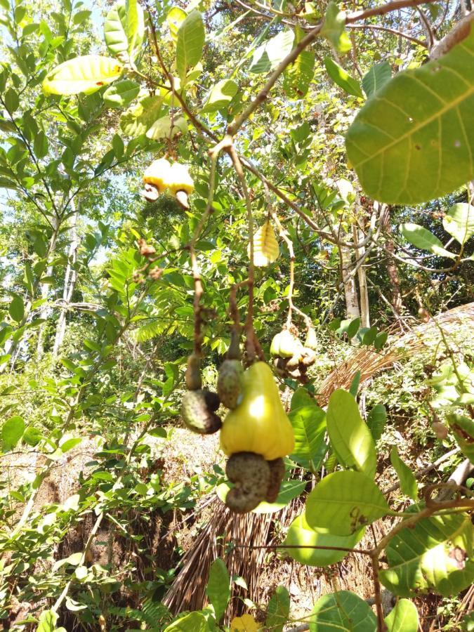 Cashew Villa Hiriketiya Dikwella Dış mekan fotoğraf