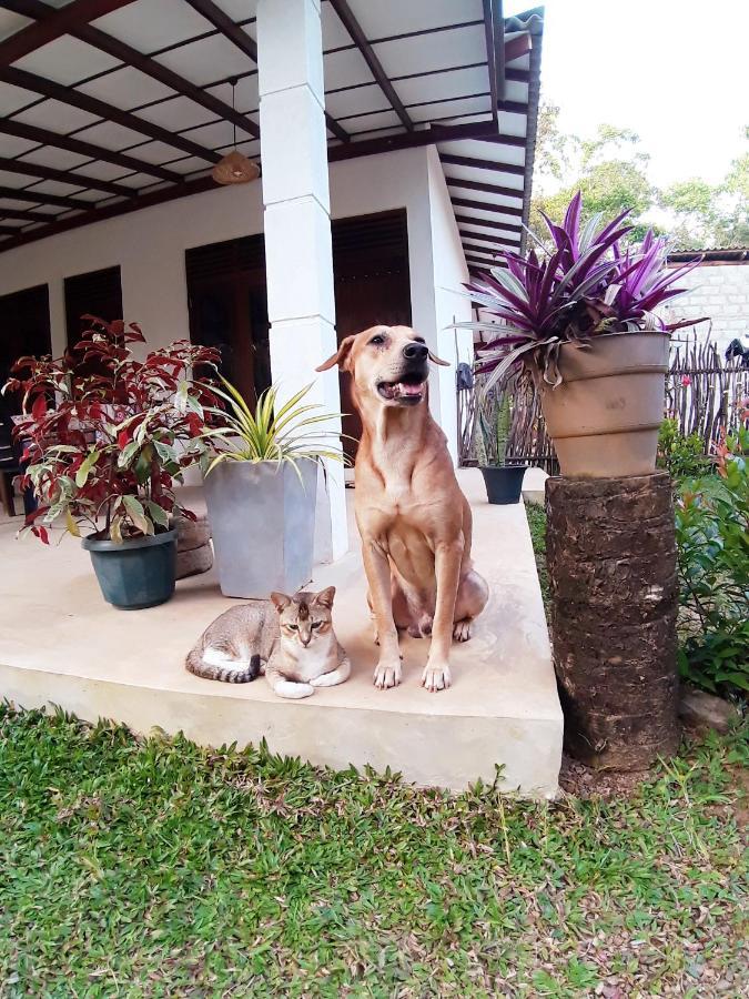 Cashew Villa Hiriketiya Dikwella Dış mekan fotoğraf